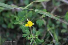 Crotalaria medicaginea